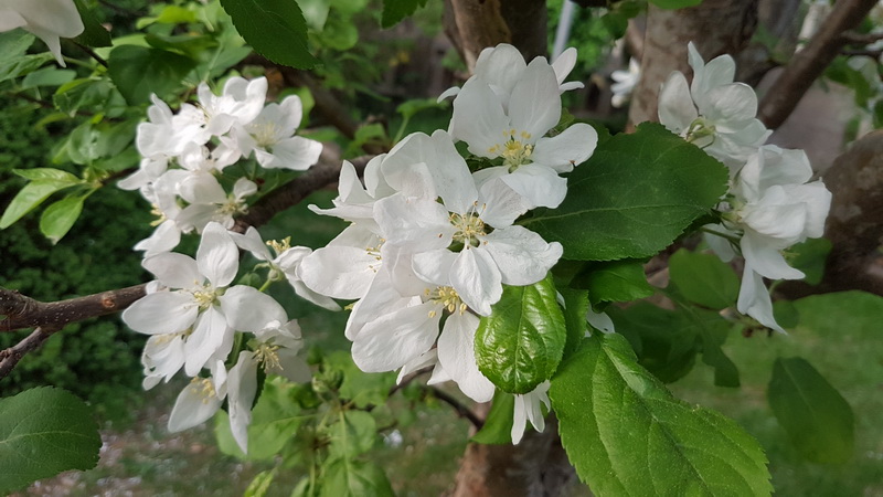 Blommande Äppelträd baksidan