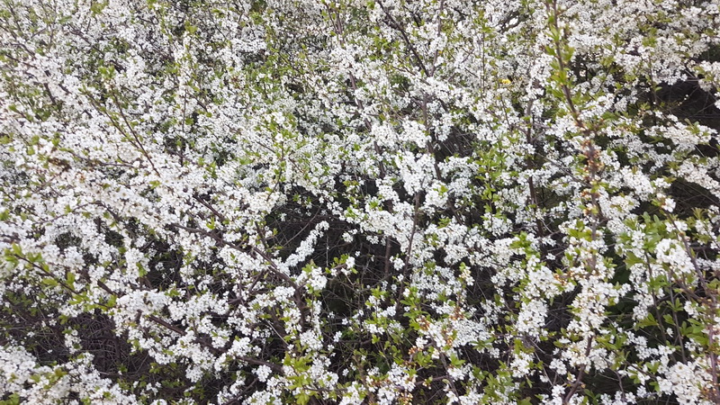 Blommande Buskar (2018)